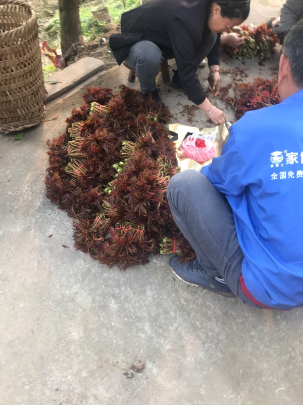 头茬红油香椿芽