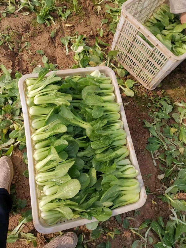 山东菏泽曹县蔬菜基地