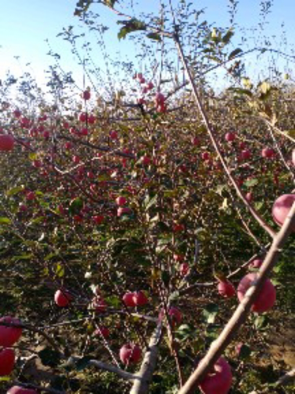 高瑞苹果，鲁丽，新西兰米奇拉，等福九红