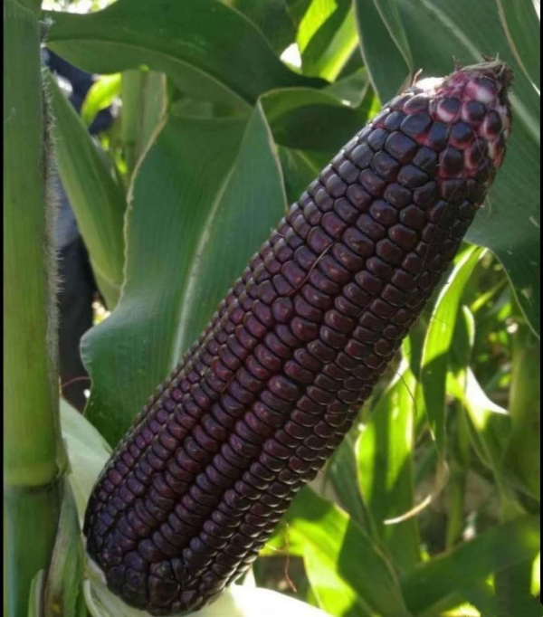 一品种业黑玉米种子