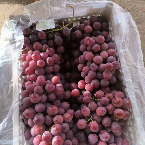 库存红提葡萄大量出货，质量可靠，
