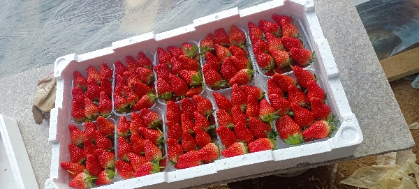 草莓.西红柿.网纹瓜