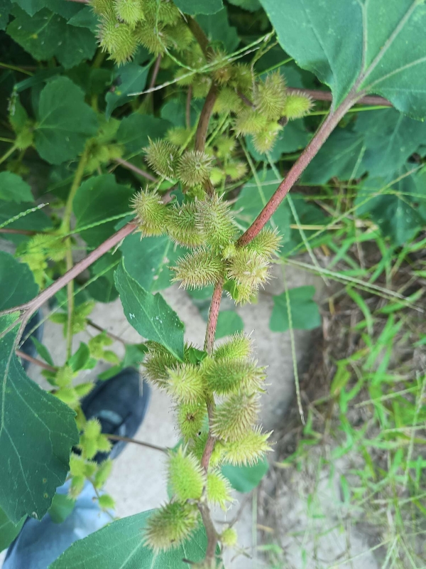 河北邯郸产苍耳，