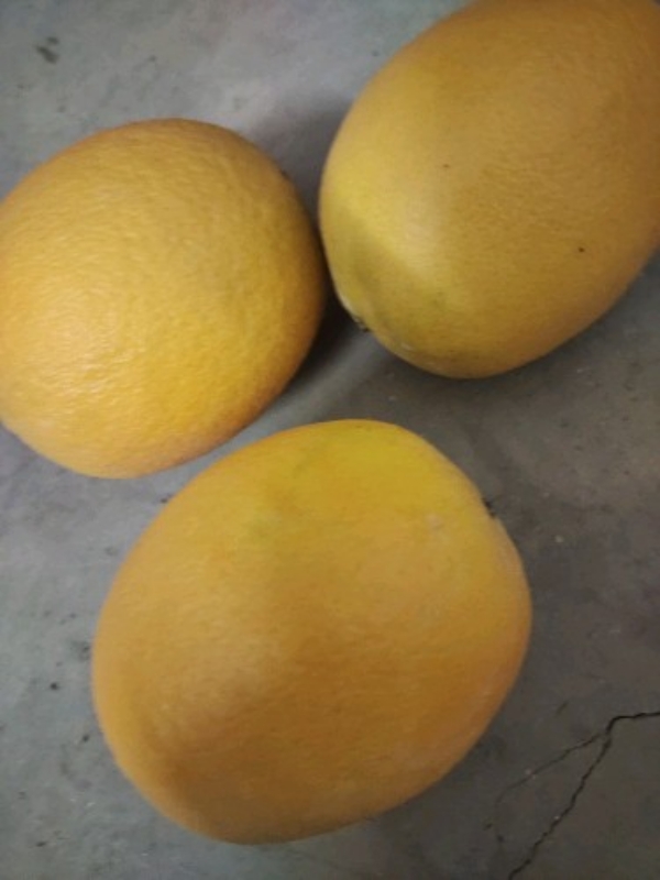 湖南新宁脐橙之乡，大量脐橙出售