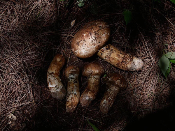 香格里拉松茸，菌中之王，高海拔无虫眼