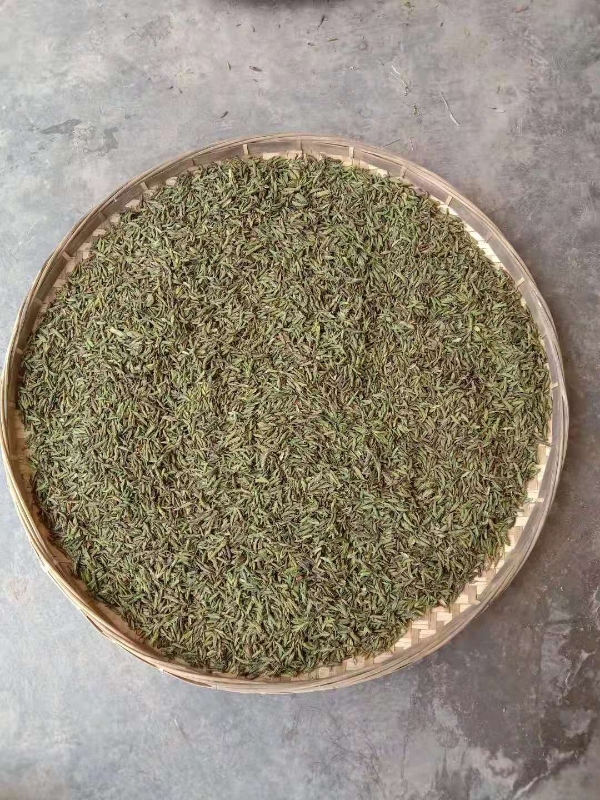 云南临沧古树茶芽