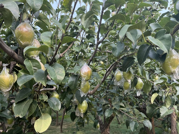 河北红香酥