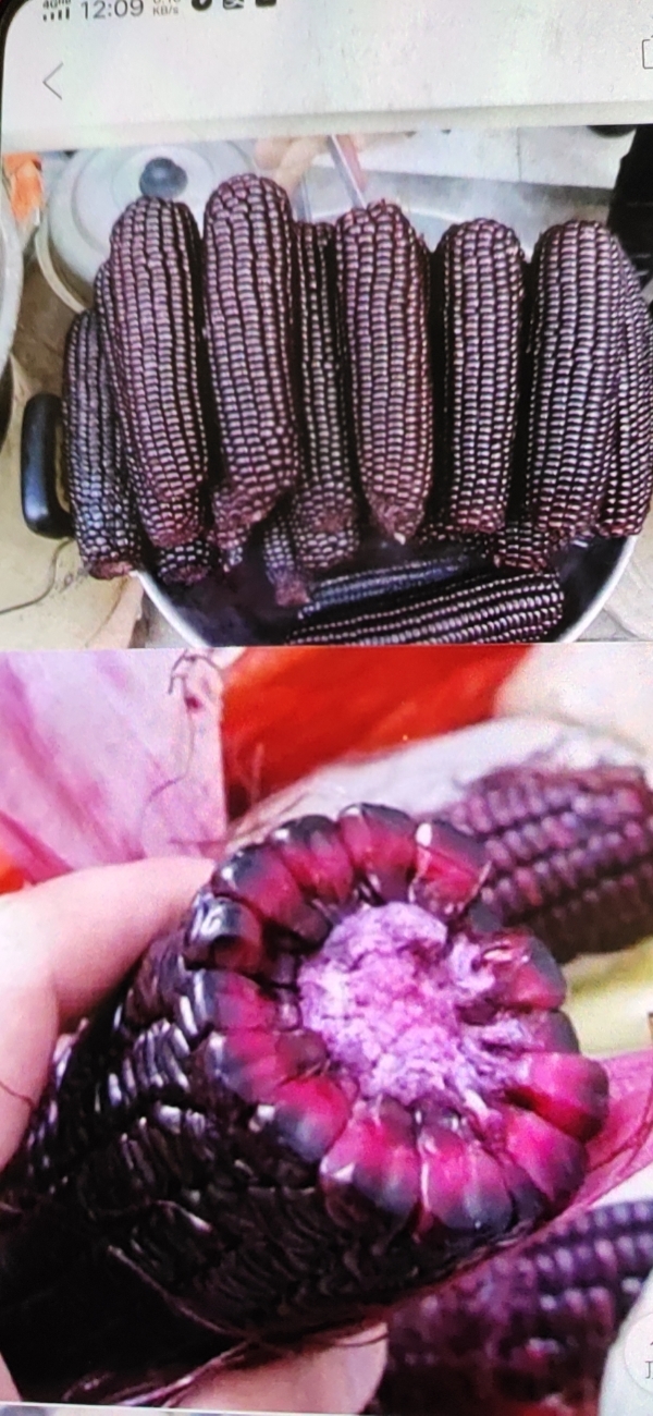 批发黑玉米，紫玉米。