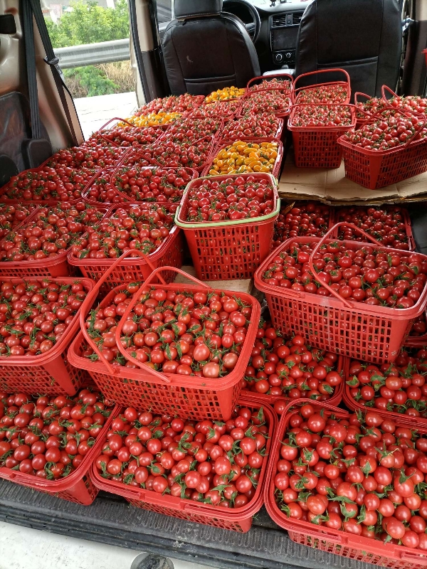 绍兴市非常好吃的小番茄