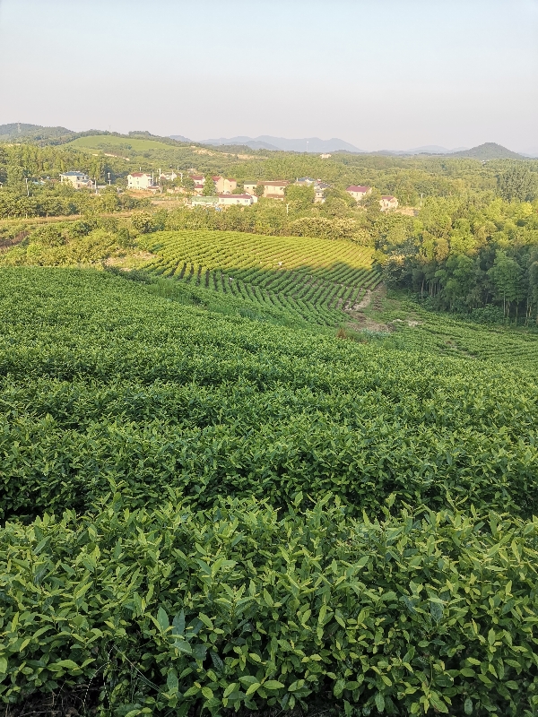 天目湖系列茶叶