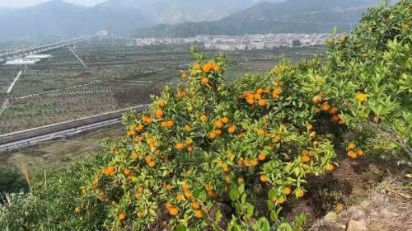 涌泉高山蜜橘，吃橘带皮，皮薄多汁