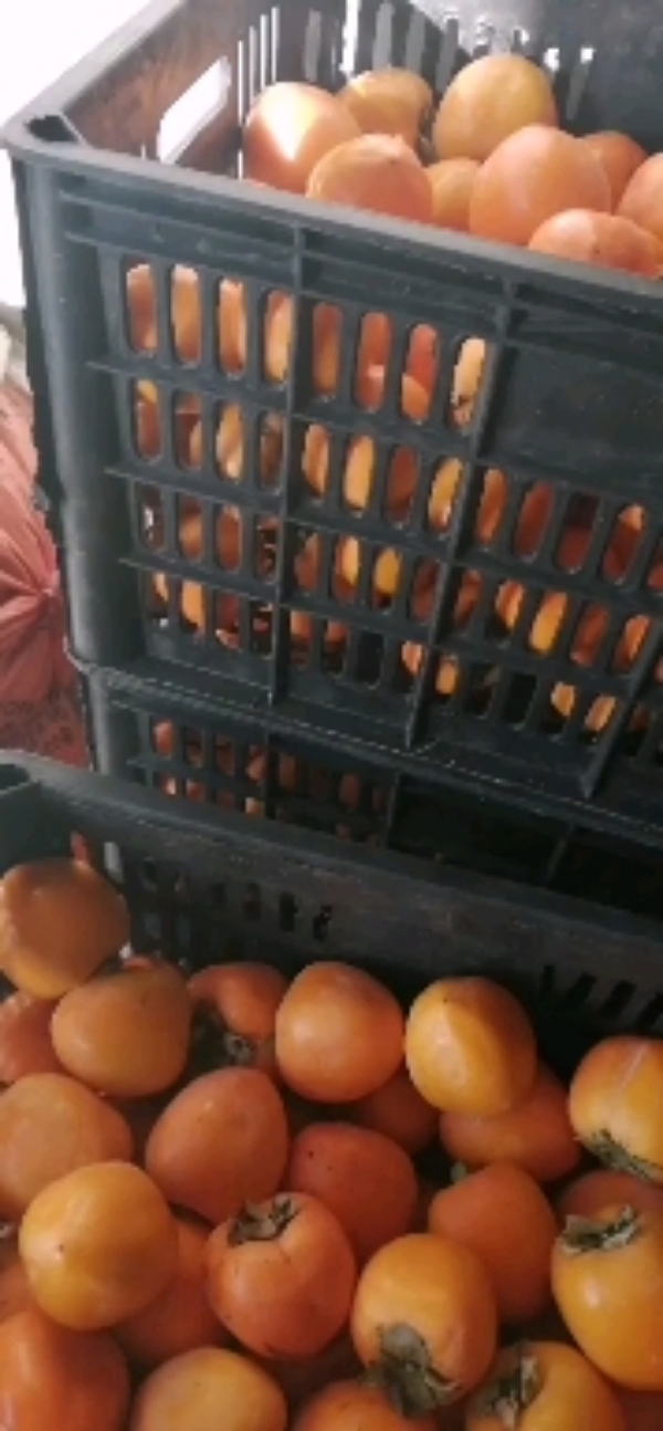 大量供应陕西咸阳淳化柿子每斤0.9元包上车