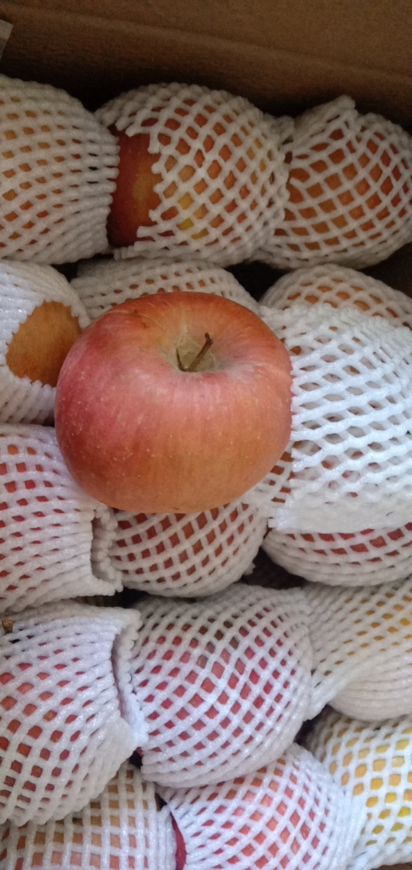 恶石苹果10月25日开始采摘，自家种植，阳面苹果