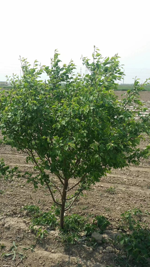 山东东营及周边7月中下旬采摘有机种植珍珠油杏