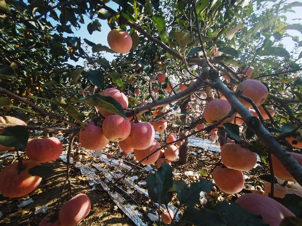 青岛地区的红富士苹果上市啦