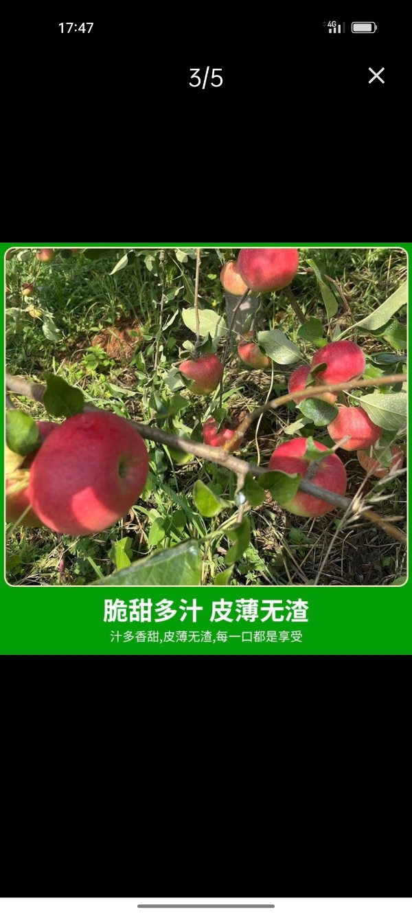 云南昭通苹果