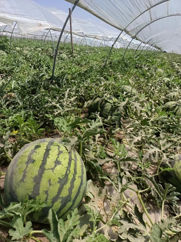 渭南市华县有西瓜美都和4k大量成熟，需要联系