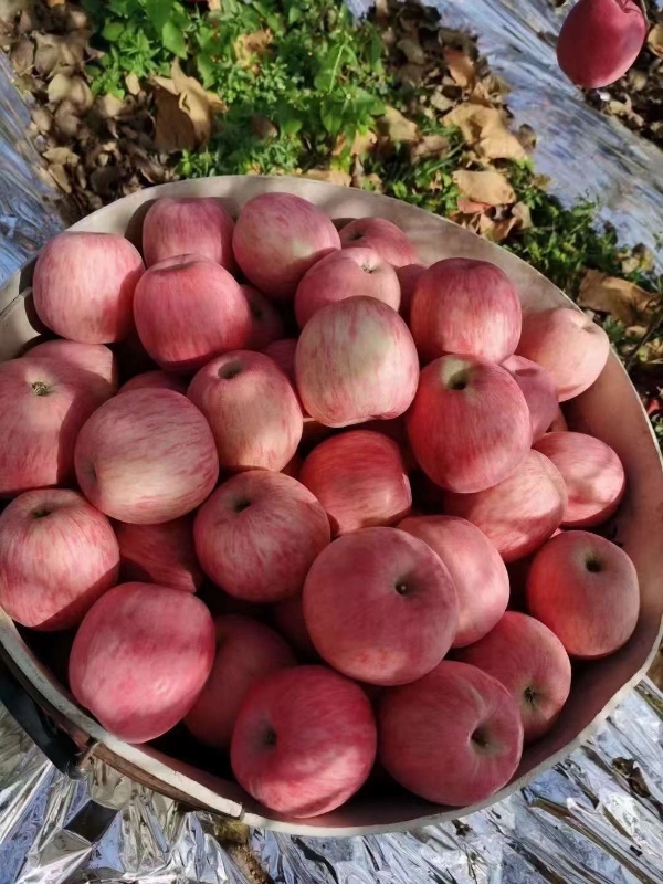 烟台莱州精品红富士苹果，产地直发