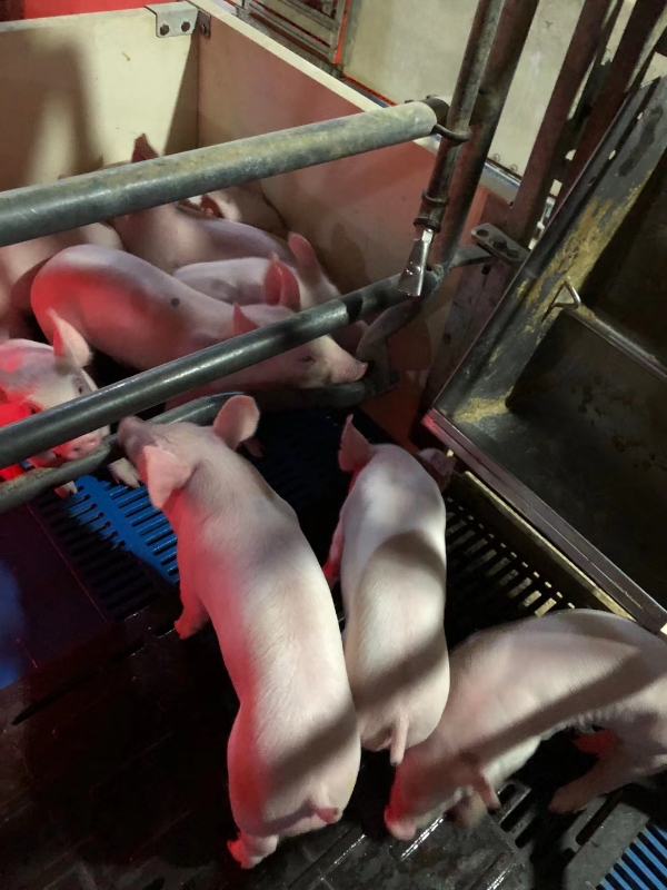 常年供应法系长大二元母猪  纯种大约克长白公母猪