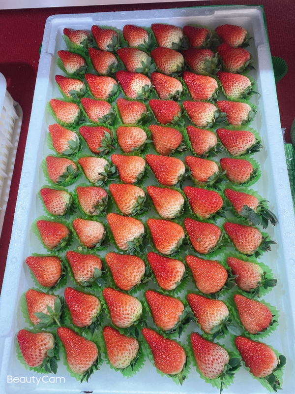 泗县万亩草莓园，红颜草莓代办