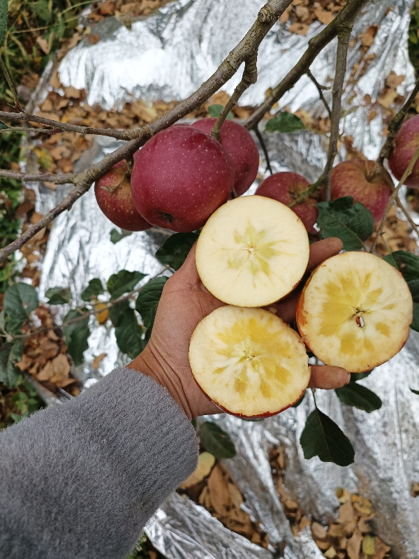 昭通冰糖心苹果自己家种的