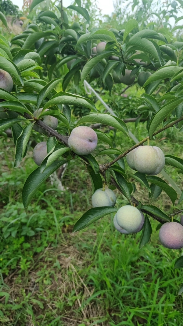 供应李子,屏山县五月脆