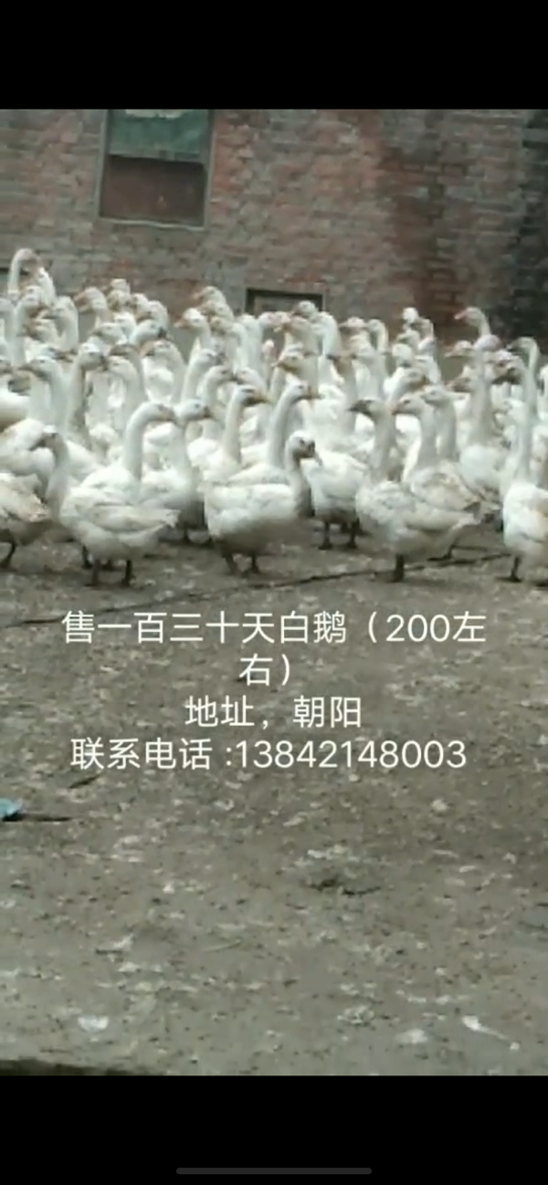 辽宁省朝阳市，常年供应散养土鸡、大白鹅。