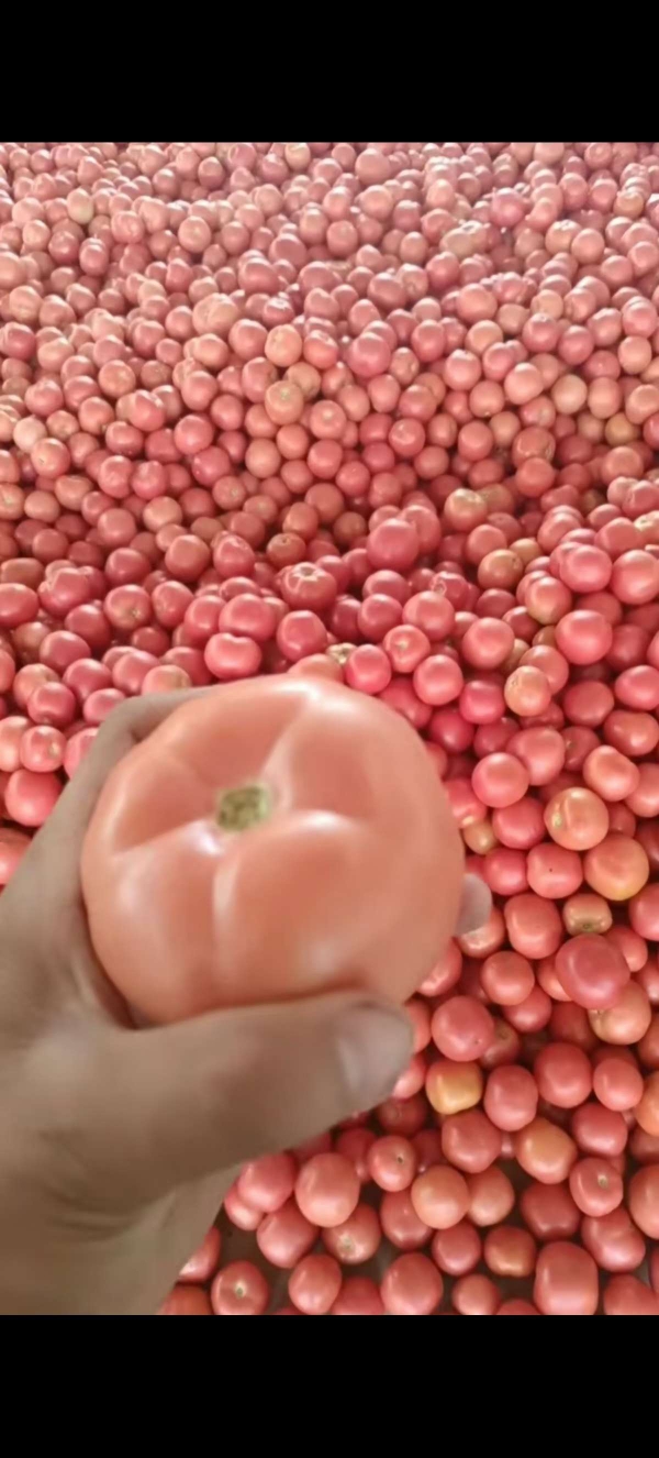 硬粉西红柿，蕃茄