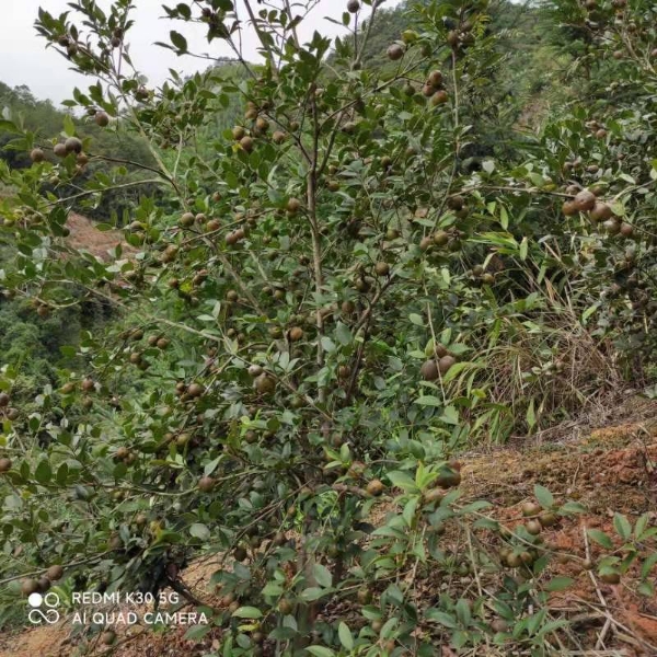 山茶油批发与零售，广西梧州旺安天然山茶油