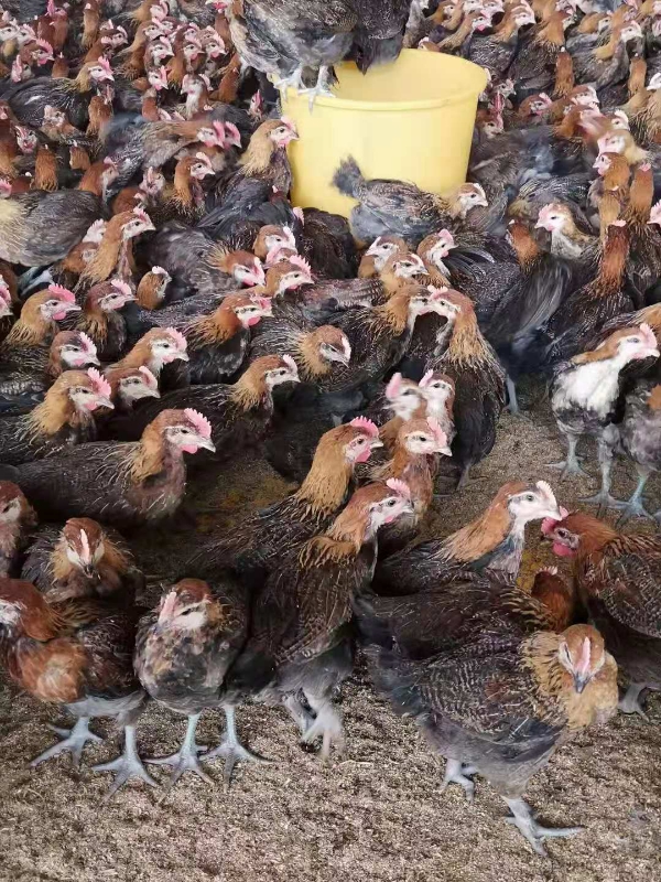 陕西西安孵化厂，有优质蛋鸡，土杂鸡，童鸡