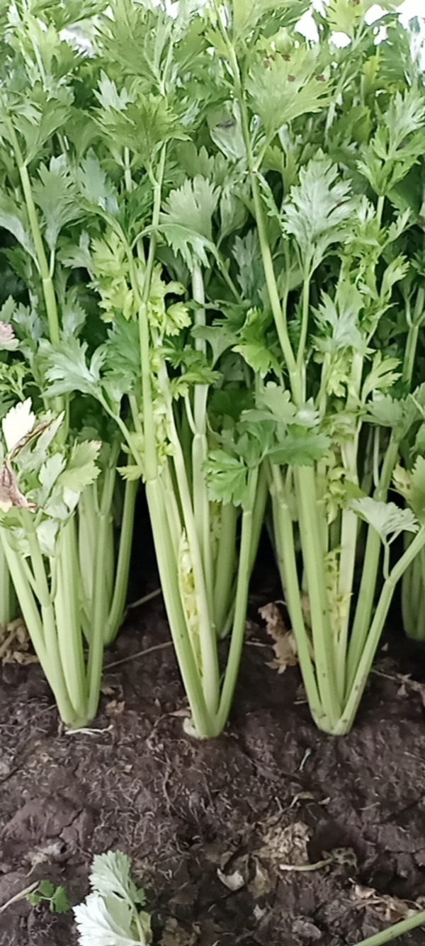 供应大棚

西芹,商丘市夏邑县南关村