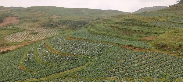 云南昭通甘蓝大面积种植长期供应。