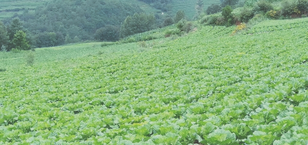 白菜，烩菜（青麻叶）