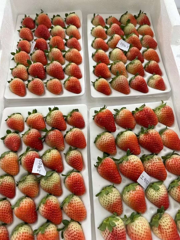丹东九九草莓