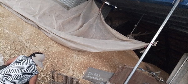 济南17小麦大约50万斤