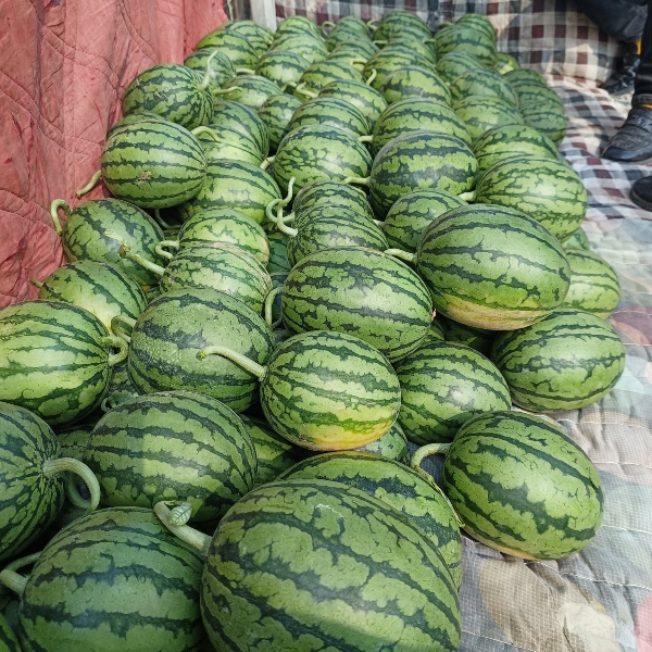 安徽砀山早春红玉西瓜大量上市，欢迎需要的朋友来采购