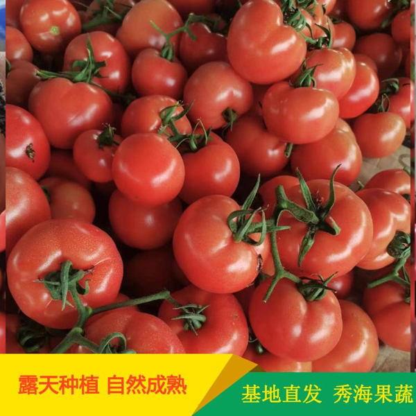 山东费县西红柿番茄产地批发价格番茄硬粉西红柿