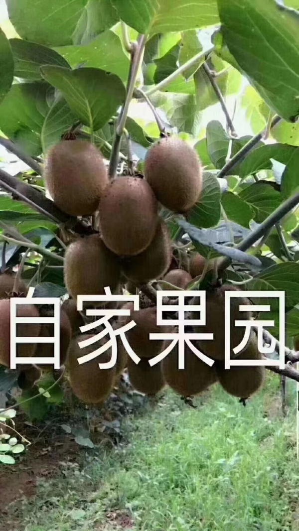 陕西眉县徐香猕猴桃
