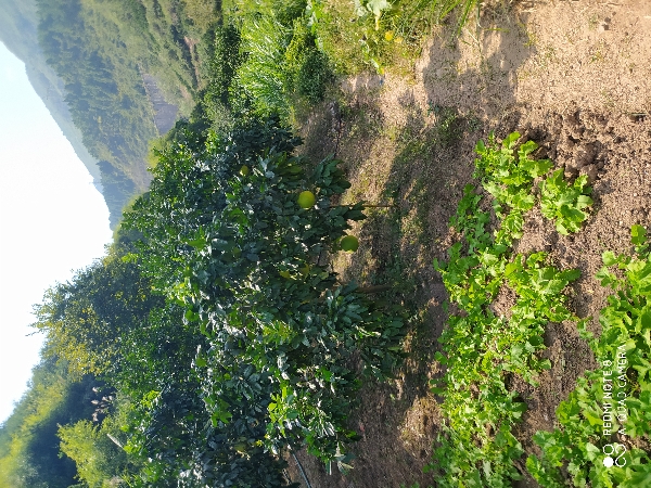 出售红心柚，菊花心，碰柑。