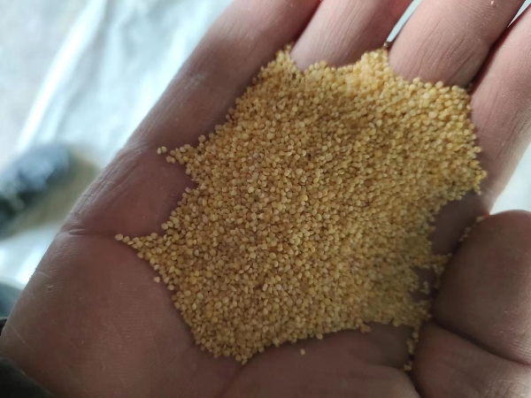长年出售小米碎米，陈小米，各种小米色选下料