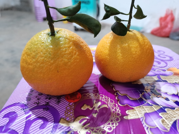 四川成都三溪脐橙各种品种类橘子