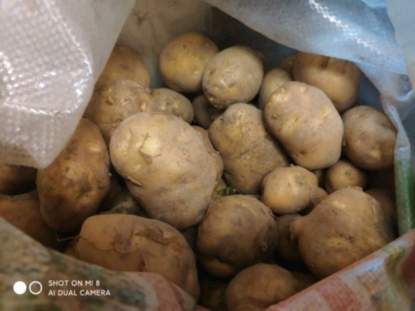 新鲜土豆，纯绿色无污染
