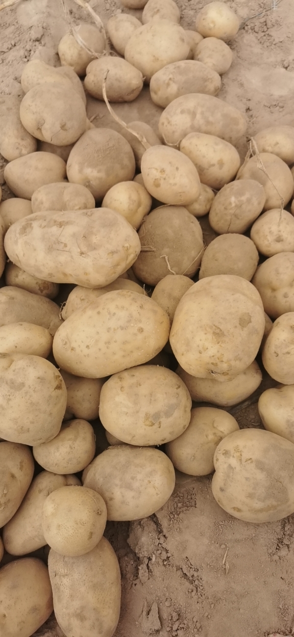 陕西靖边优质土豆，品质保证，大量供应热销中！