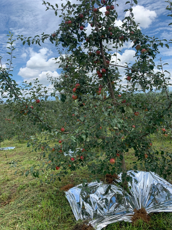 大凉山丑苹果