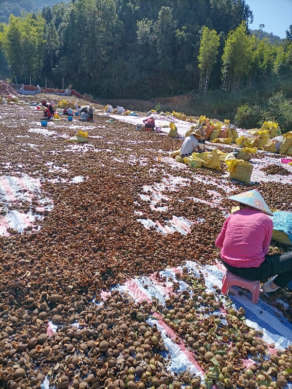 大量供应纯手工剥晒新产干油茶籽