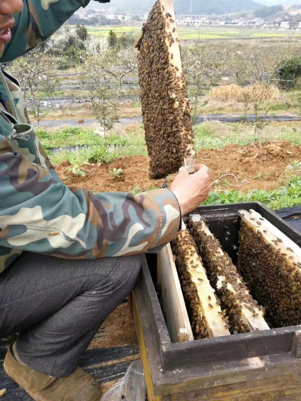 养中蜜蜂农户