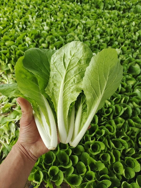 山东曹县精品快菜航白菜小白菜，产地直销全国发货，