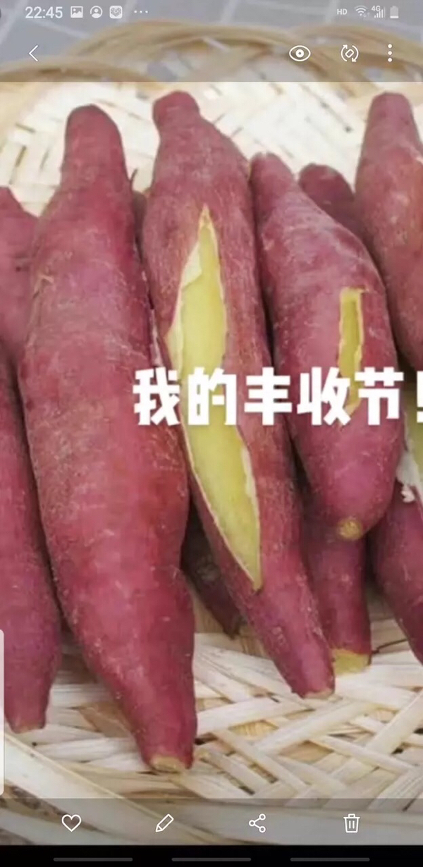 红薯板栗红薯