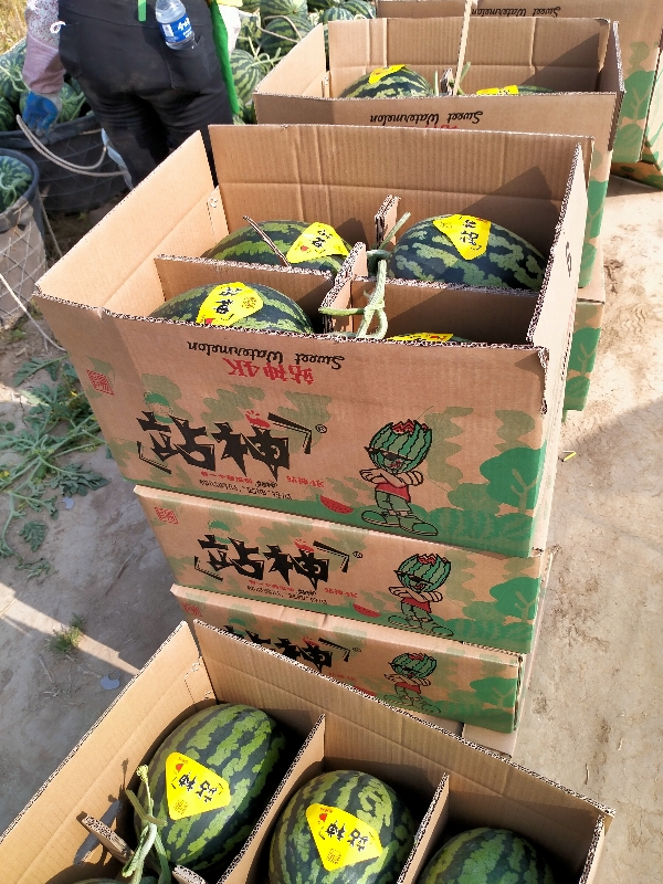 4K西瓜，大小合适，耐运输，关键是甜、脆