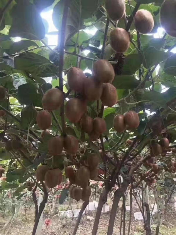 陕西周至猕猴桃萃香徐香自产自销果质好价格优惠